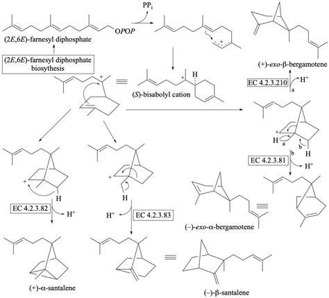 bergamotene synthase