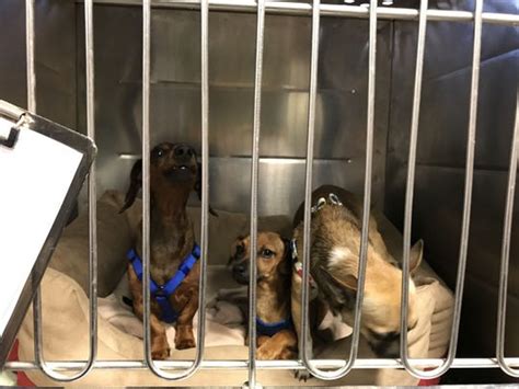 bergen county rescue dogs