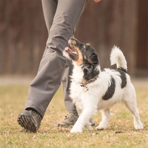 berikan anjing pelatihan yang baik