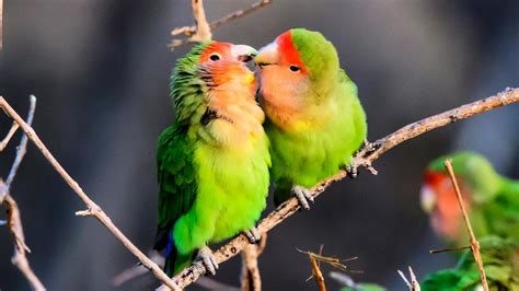 berikan perhatian dan kasih sayang kepada lovebird