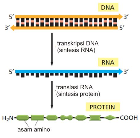 Berikut Ini Tentang DNA yang Melakukan Transkripsi Membentuk mRNA Kecuali