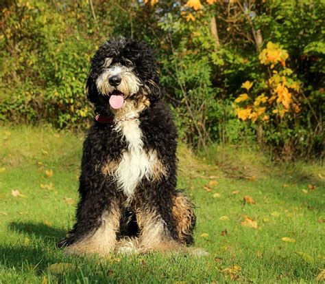 Bernedoodle F1