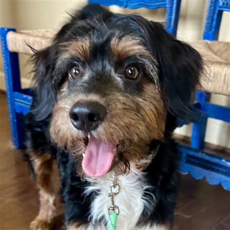 Bernedoodle Rescue Nc