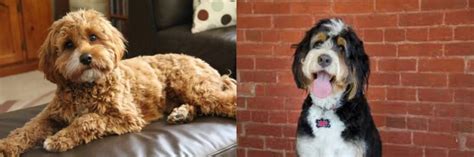 Bernedoodle Vs Cavapoo