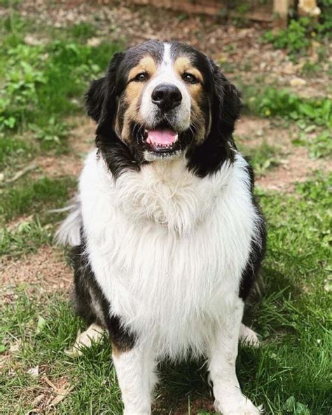bernese dog mix