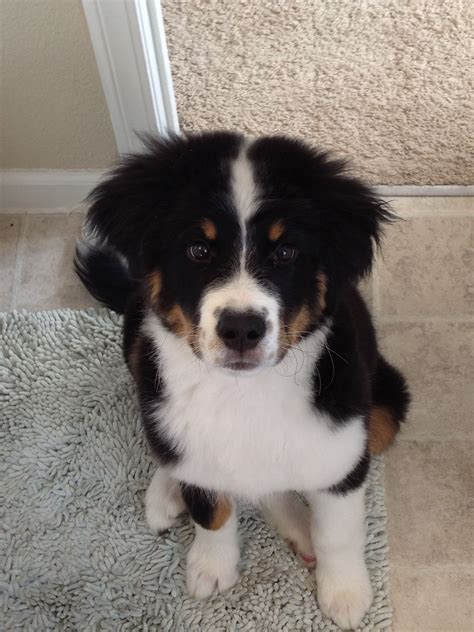 bernese mountain dog mixed with border collie