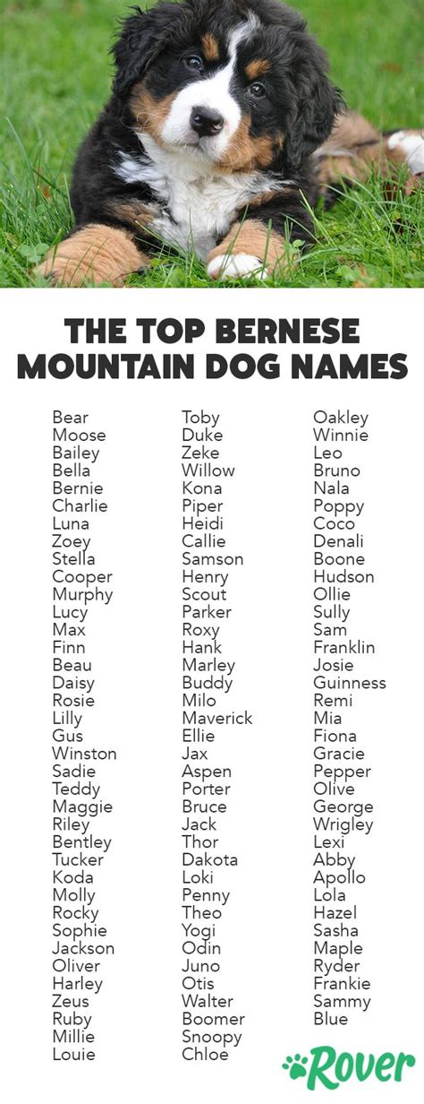 Bernese Mountain Dog Names for Males
