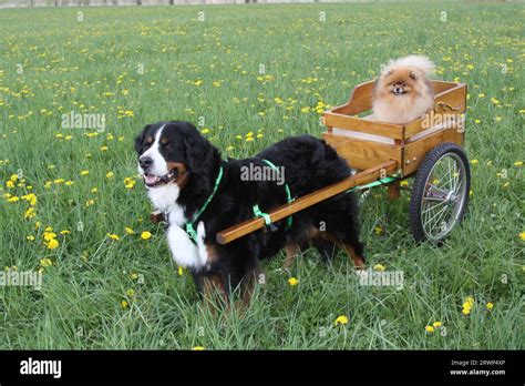 bernese mountain dog pulling cart