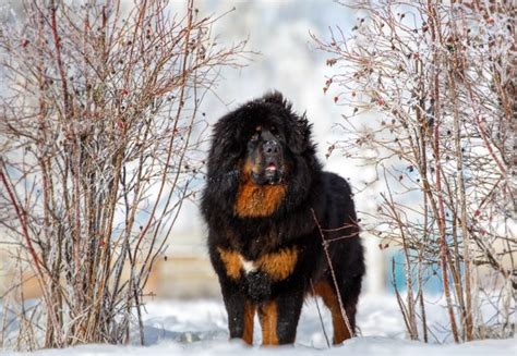 bernese mountain mastiff
