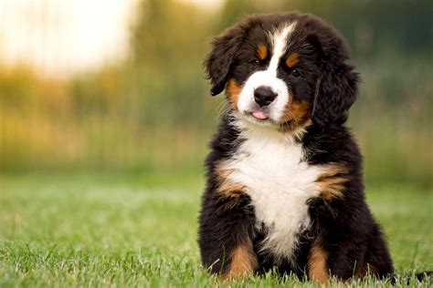 bernese mountain puppy