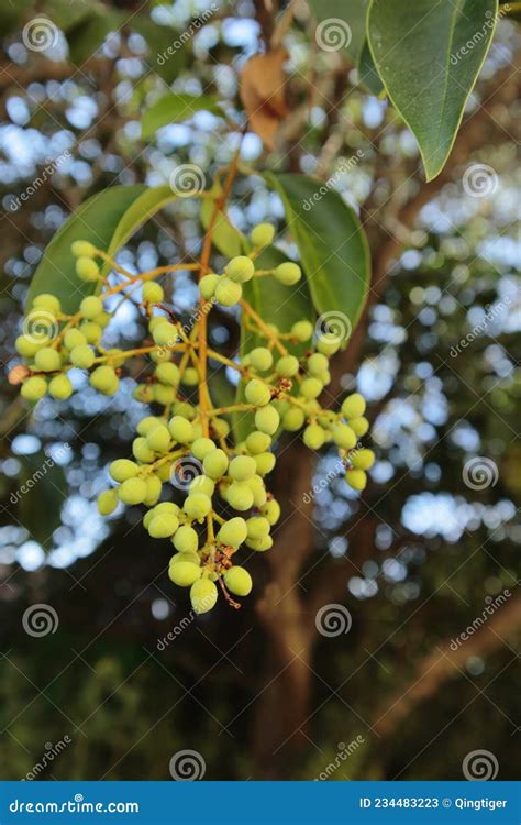 Berries From Ficus Tree