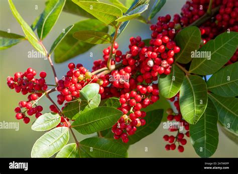 Berry Trees In Florida