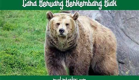 Harimau Siberia vs Beruang Grizzly: Siapa yang Menang? - Russia Beyond
