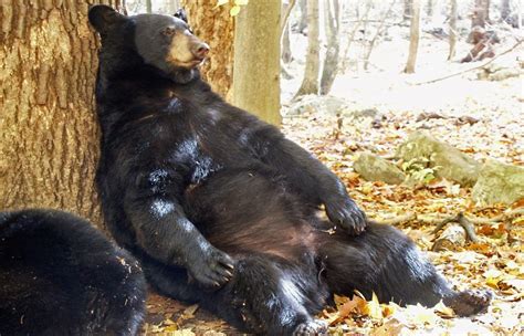 beruang kelaparan di musim dingin