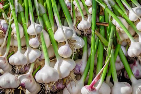 Garlic Companion Plants What to Plant with Garlic Yard Surfer in