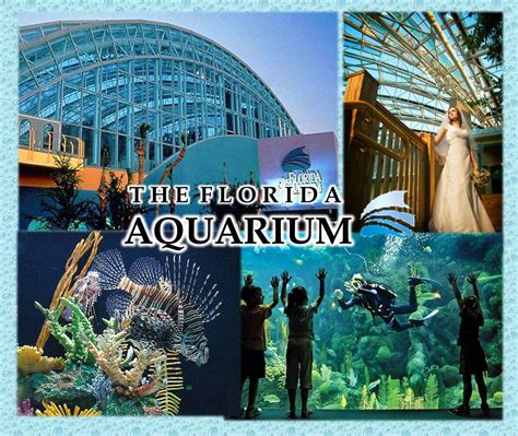 Photos for SEA LIFE Orlando Aquarium Yelp