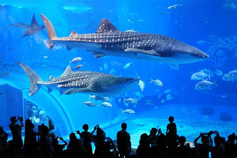 Top 15 Largest Aquariums In The World 2019