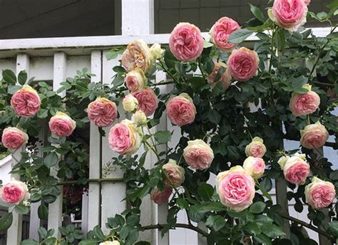 45 best images about Climbing Rose Bushes on Pinterest
