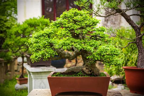 6 Types of Bonsai Trees That Are Best for Beginners