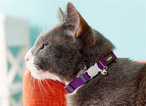 10 Best Collar For Outdoor Cat in 2023 (August update)