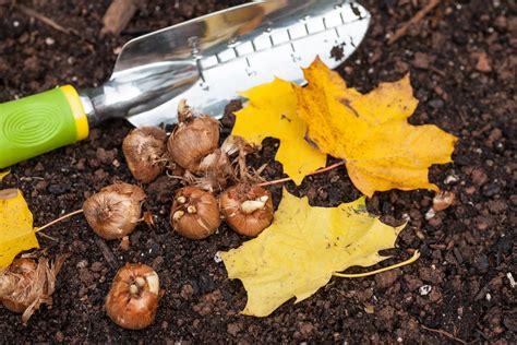 Best Bulbs for Autumn Planting Into The Vale