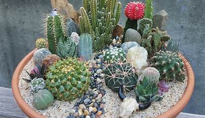 Best Cactus Gardens