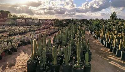 Best Cactus Nursery Phoenix