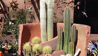 Best Cactus Plants For Outdoor Pots