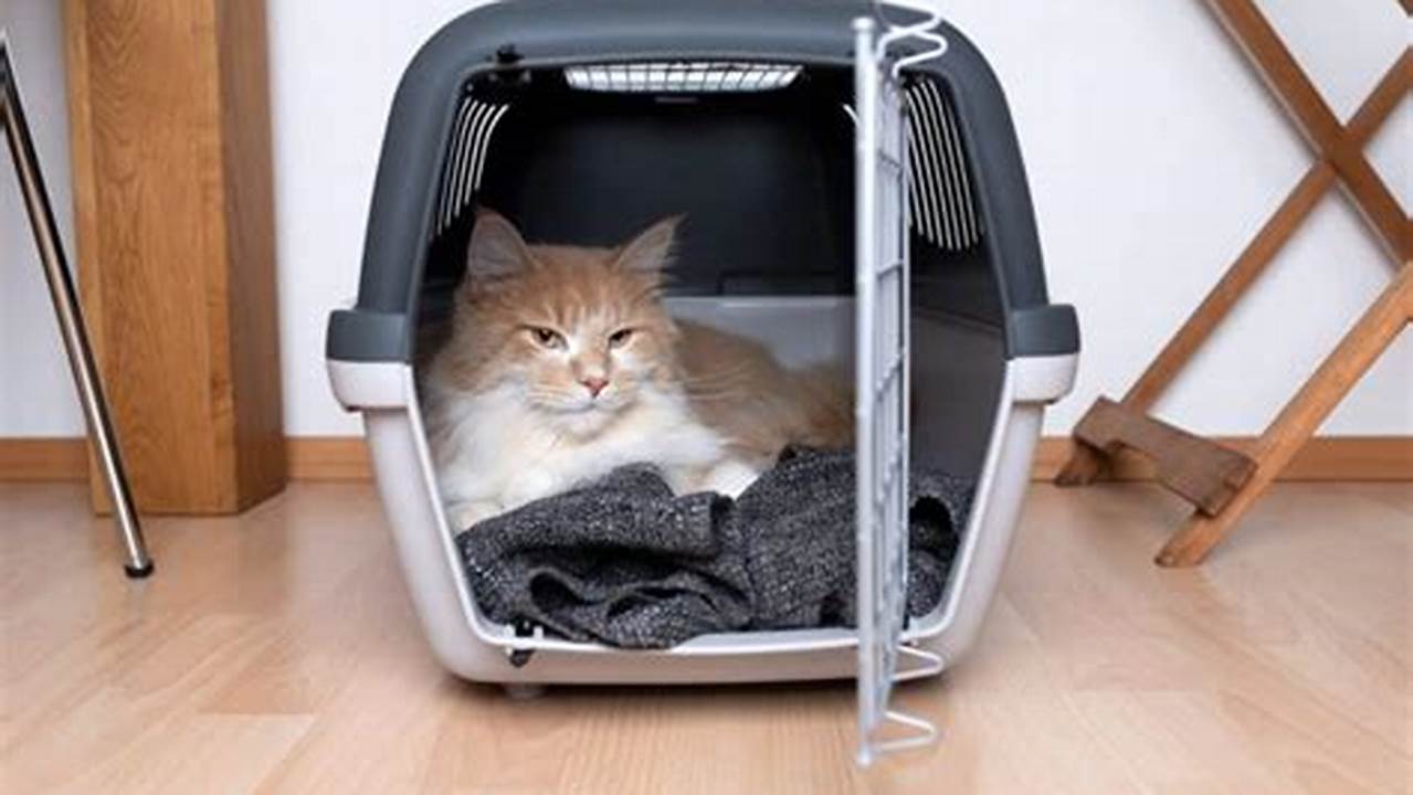 Best Carrier for Maine Coon Cats