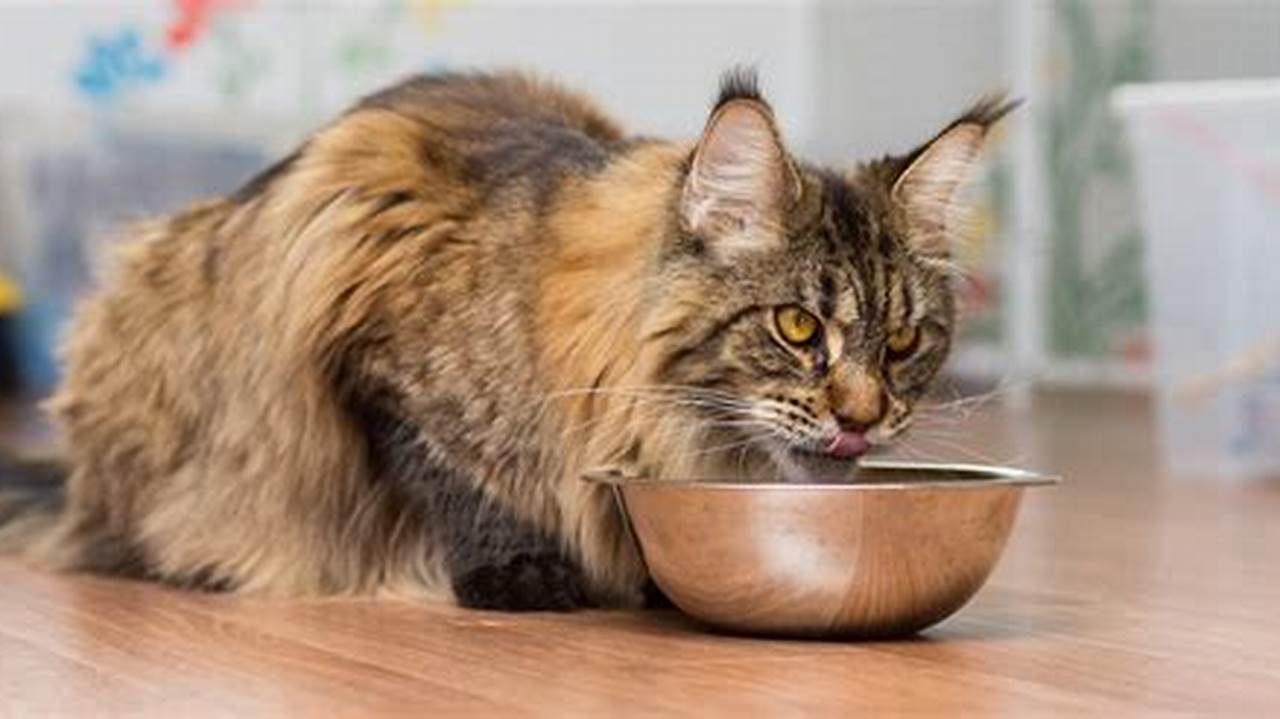 Best Cat Food for Maine Coon Cats