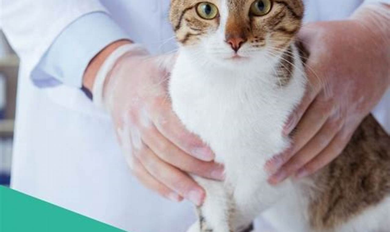 Unleashing the Ultimate Guide to the Best Cat Health Insurance for Your Feline Friends!