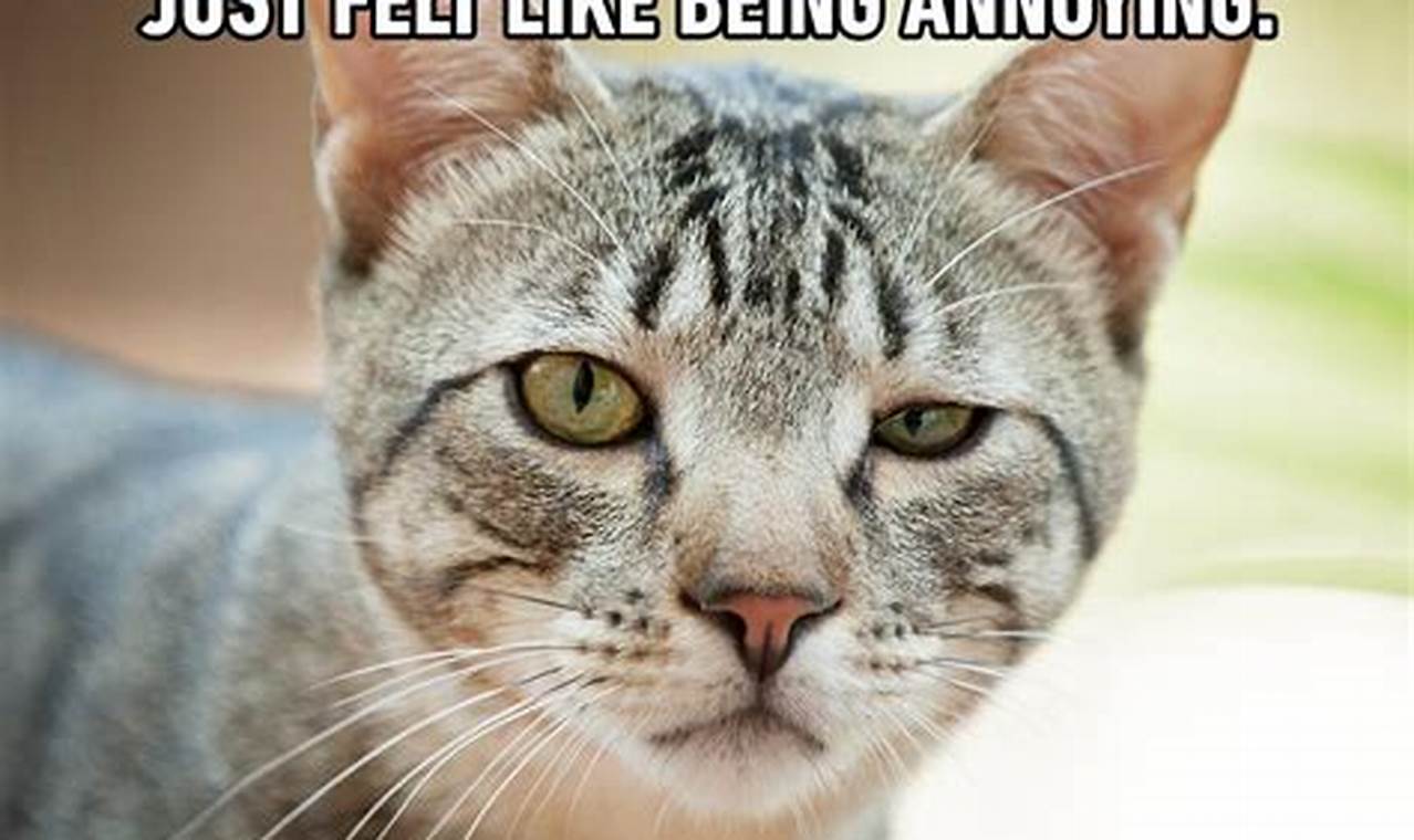 Unlock the Feline Fun: Unraveling the Best Cat Jokes on Reddit