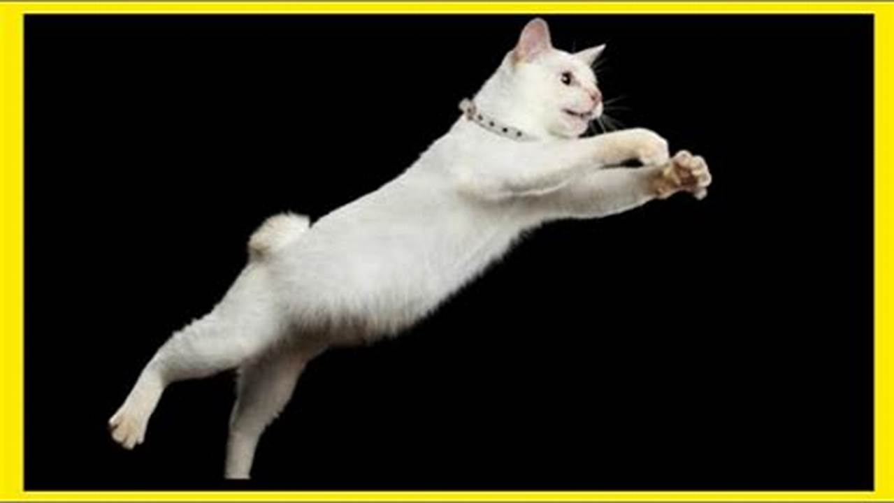 Unleash the Feline Acrobat: Discover the Secrets of the "Best Cat Jump Ever"