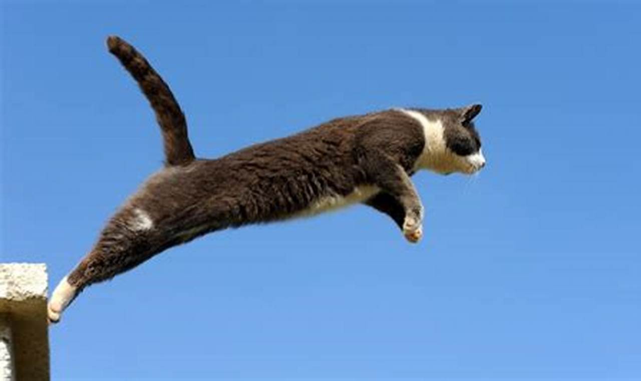 Unleash the Feline Acrobat: Discover the Secrets of the "Best Cat Jump Ever"