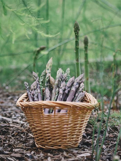 Growing asparagus. Perennial vegetable = only plant once! Good