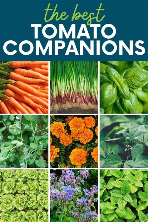 Tomato Companion Plants Benefits and What Grows Best with Tomatoes