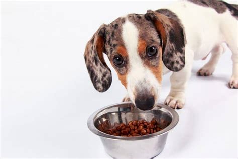 Top 15 Best Dog Foods For Dachshunds in 2023