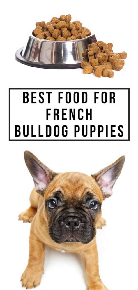 20 of The Best Dog Foods For French Bulldogs Pup Talk French