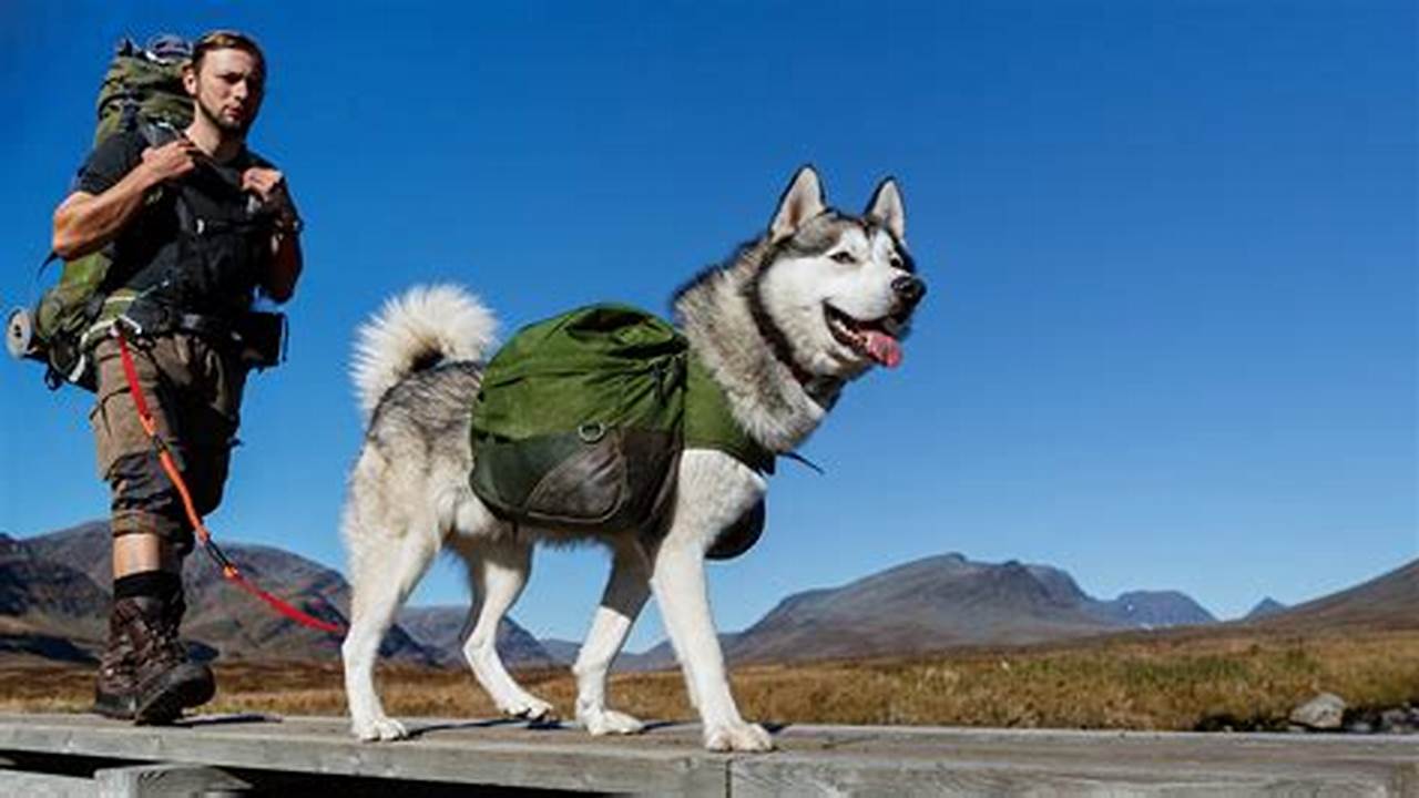 The Best Dogs for Hiking and Camping: Loyal Companions for Outdoor Adventures