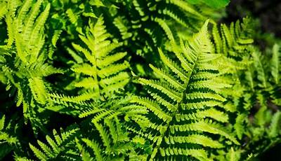 Best Ferns For Garden Uk