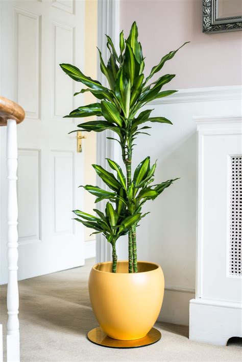 Dracaena Massangeana Bloombox.ae