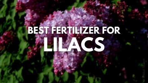 How to Grow Lilacs Spring’s Most Fragrant Flower in 2021 Fragrant