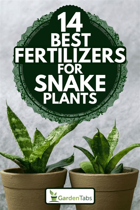 How to Fertilize a Snake Plant (Sansevieria) for Beginners