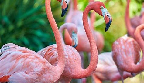 Flamingo ♡ - Flamingos Photo (35634892) - Fanpop