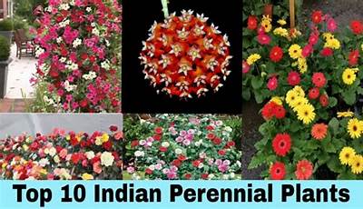 Best Flower Plants For Home Garden In India