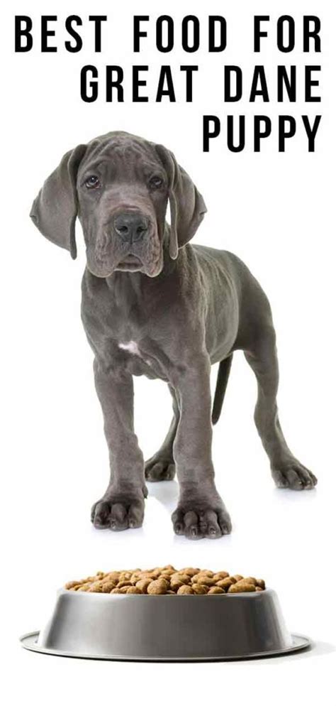 Best Food For Great Dane Puppy Uk