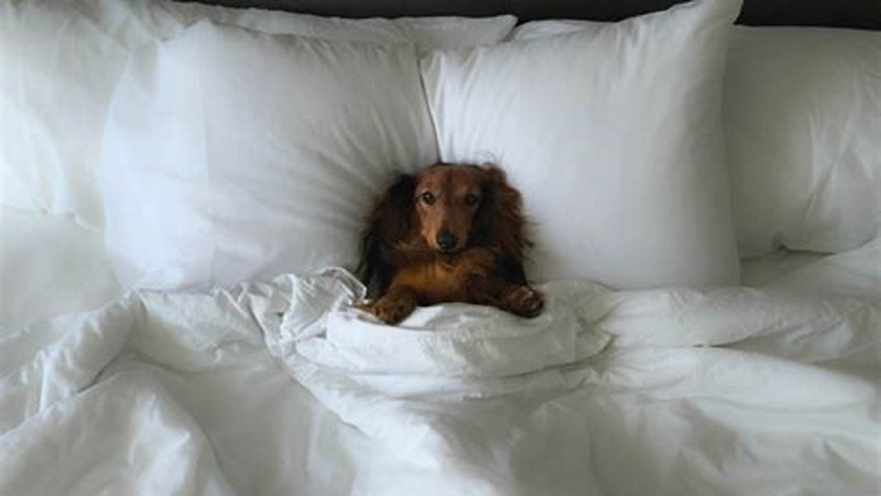 Discover the #1 Pet Hotel in NYC: 5-Star Care, Unbeatable Value