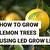 best grow light for indoor citrus trees