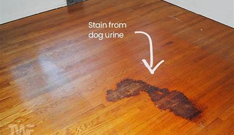 Best Hardwood Floor Finish For Dog Urine For dogs, Dogs and Pets on