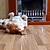 best hardwood flooring dogs